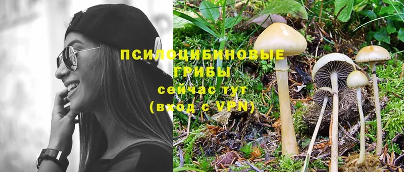 Псилоцибиновые грибы MAGIC MUSHROOMS  как найти закладки  Скопин 